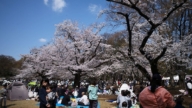 日本东京樱花再9天迈入盛开状态