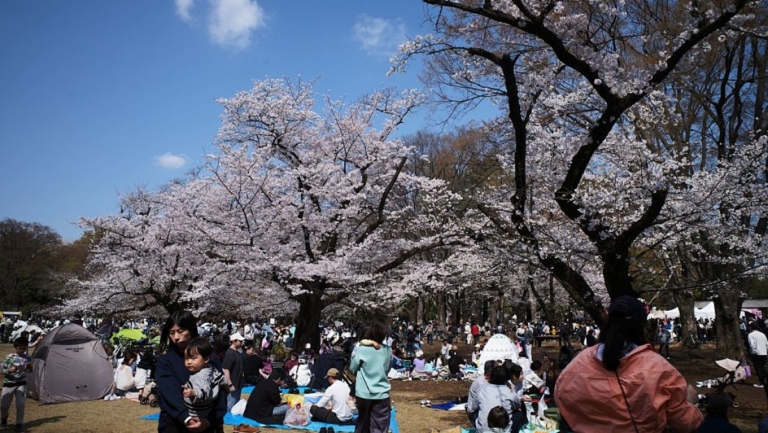 日本東京櫻花再9天邁入盛開狀態