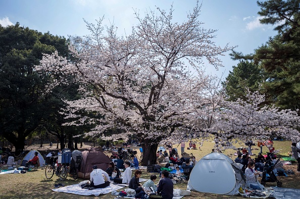 日本東京櫻花再9天邁入盛開狀態