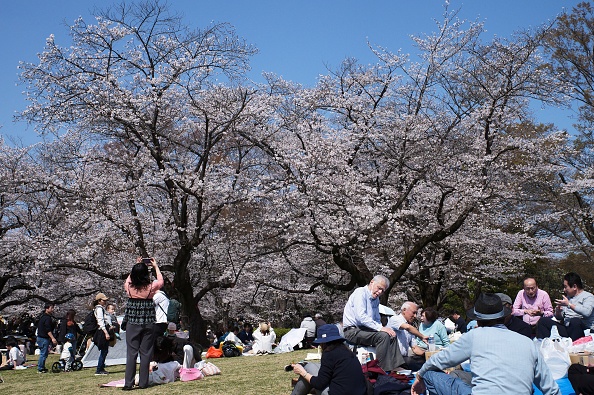 日本東京櫻花再9天邁入盛開狀態