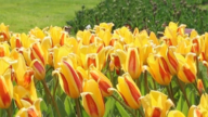 瑞士莫尔日郁金香节 14万株花朵优雅亮相