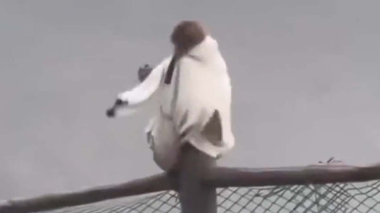 沐猴而冠！ 峨眉山猴子搶衣服往身上套（視頻）