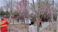盛开玉兰花被打落引公愤 北京公园甩锅环卫工(视频)