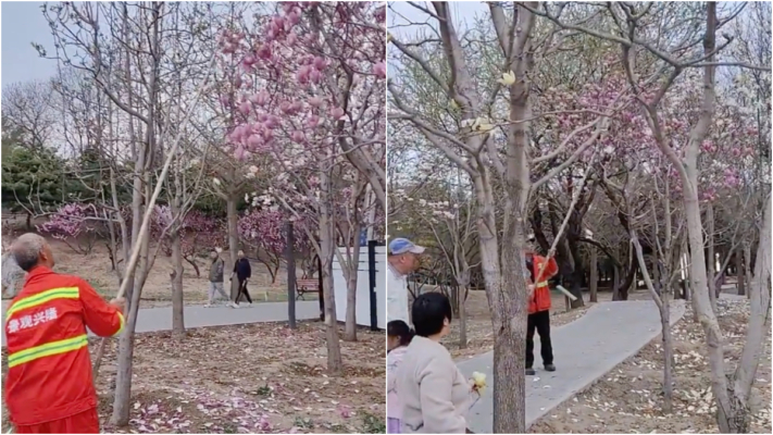盛開玉蘭花被打落引公憤 北京公園甩鍋環衛工（視頻）
