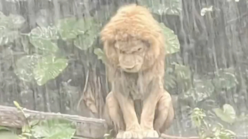 獅戀了？ 廣州獅子「憂鬱」淋雨走紅網絡（視頻）