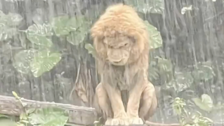 獅戀了？ 廣州獅子「憂鬱」淋雨走紅網絡（視頻）