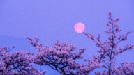 「粉紅月亮」週三晚登場 春季第一輪滿月