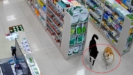 两只狗狗药店“分工偷药” 笑翻网友（视频）