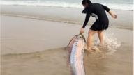 海南一沙灘驚現巨型「末日魚」 憂地震前兆