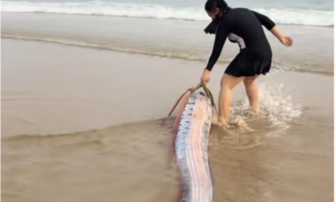 海南一沙灘驚現巨型「末日魚」 憂地震前兆