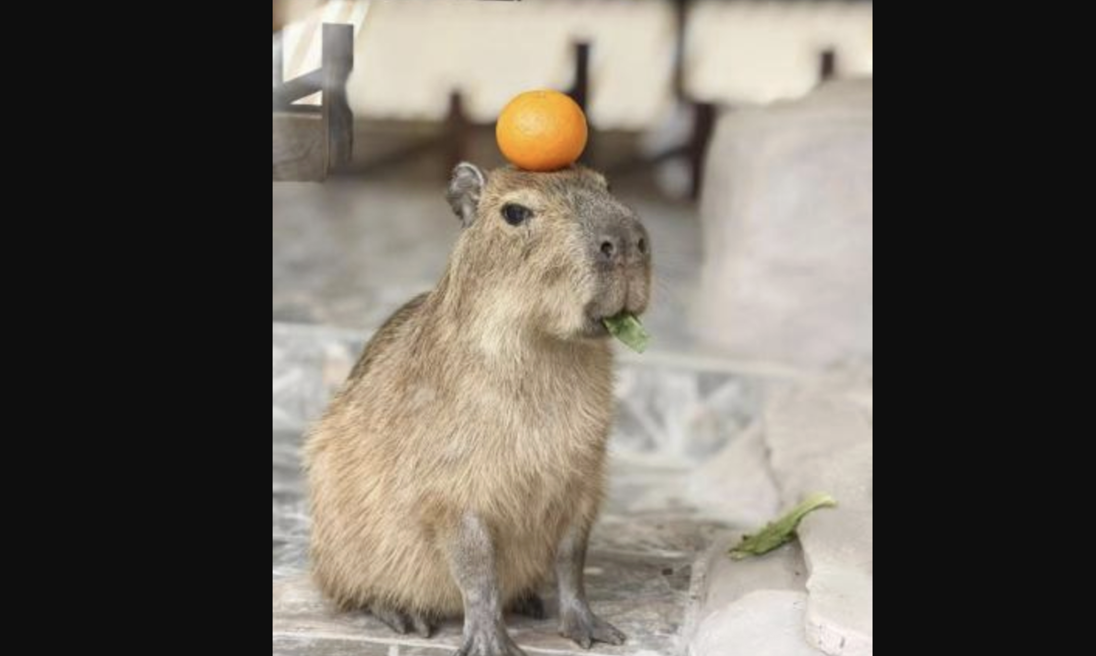近日,江蘇無錫太湖植物園的水豚「萌萌」成功「越獄」。(視頻截圖)