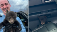 小熊獲州警救出後坐警車超萌 網友直呼「可愛」