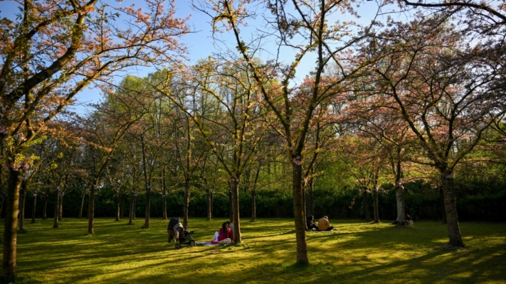 「清明不戴柳，紅顏成皓首」 清明宜吃「忘憂草」