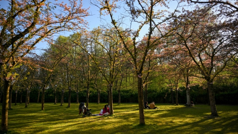 「清明不戴柳，紅顏成皓首」 清明宜吃「忘憂草」