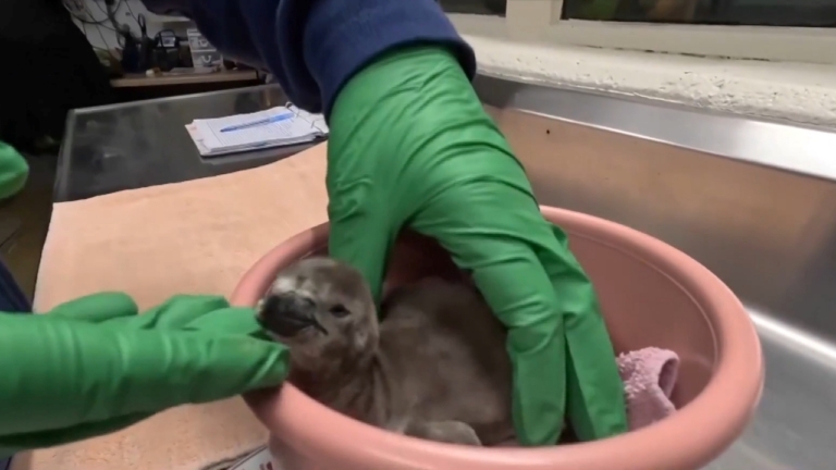春暖花開 俄勒岡動物園喜迎兩隻小企鵝