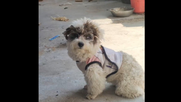 小狗高度近視戴上眼鏡 模樣可愛引熱議 （視頻）