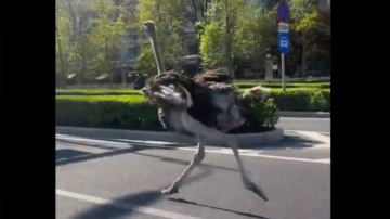 北京馬路驚現巨型鴕鳥狂奔 網友熱議：奔向自由（視頻）