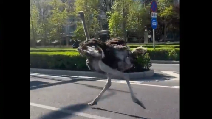 北京馬路驚現巨型鴕鳥狂奔 網友熱議：奔向自由（視頻）