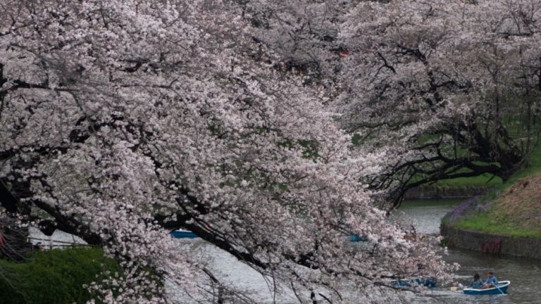 樹木內部變空洞 日本多地櫻花樹倒