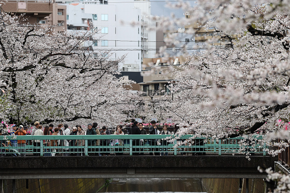 樹木內部變空洞 日本多地櫻花樹倒