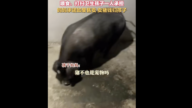 孩子要养宠物 大陆宝妈买回一头猪引热议
