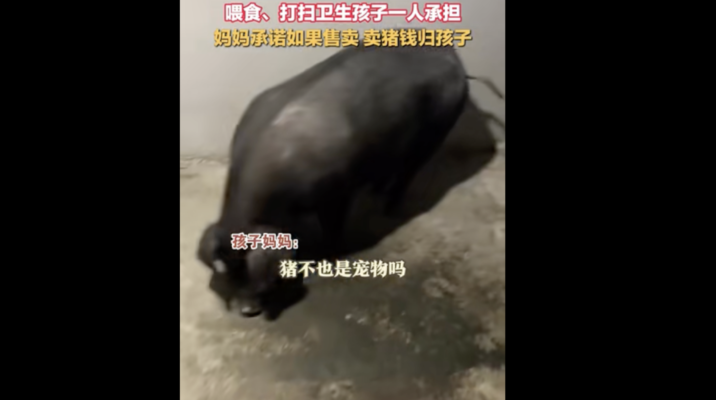 孩子要養寵物 大陸寶媽買回一頭豬引熱議