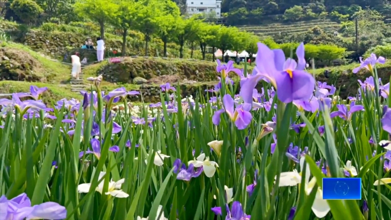 石門嵩山梯田鳶尾花盛開 美麗花景驚豔民眾