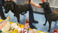 檢疫犬搜出可疑物當場吃掉 機場人員崩潰（視頻）