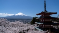 富士山下花如雪 樱花将日本春天写成浪漫诗篇