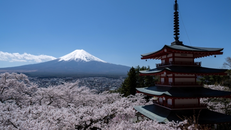 富士山下花如雪 櫻花將日本春天寫成浪漫詩篇