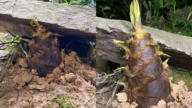 竹筍頂開巨石破土而出瞬間被拍到 畫面震撼(視頻)