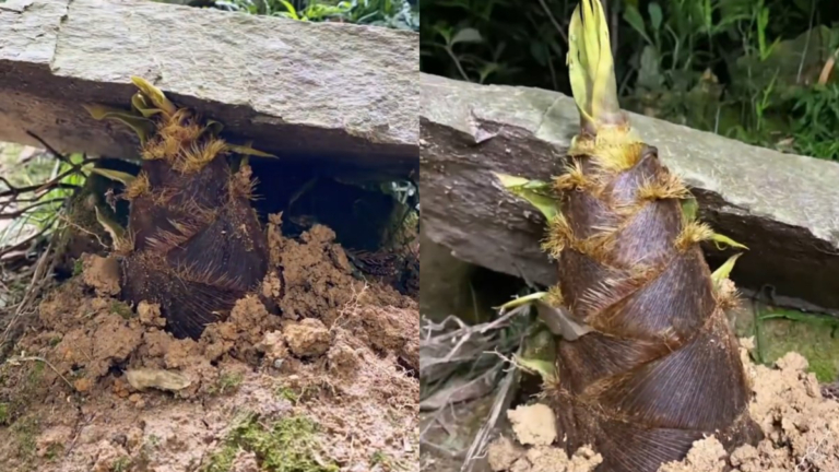 竹筍頂開巨石破土而出瞬間被拍到 畫面震撼（視頻）