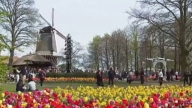 七百萬朵郁金香競相綻放 荷蘭花海令人沉醉