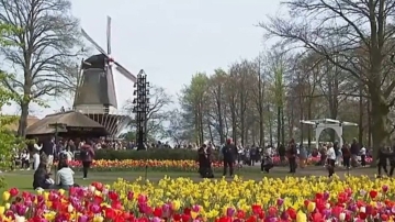七百萬朵郁金香競相綻放 荷蘭花海令人沉醉