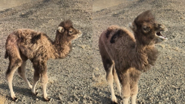 小骆驼离家走失 寻回后挨训竟“委屈哭了”（视频）