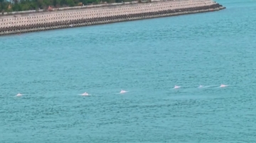 太療癒了！廣東海域驚現粉色海豚（視頻）
