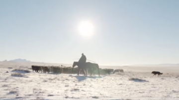 新疆一牧民放生小狼 10年後狼拖著傷病回來了