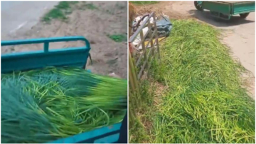 河南蒜苔卖不出去 蒜农一车一车扔掉（多视频）