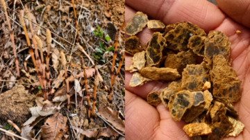 8岁男孩上山采野菜 突喊“这座山下有黄金！”
