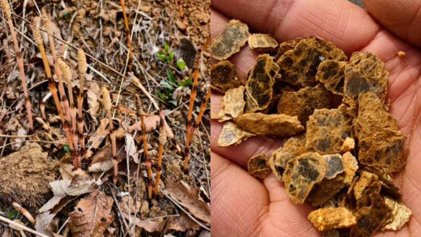 8岁男孩上山采野菜 突喊“这座山下有黄金！”