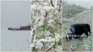 陕西多地突降大雪 农民哭诉“没活路了”（视频）