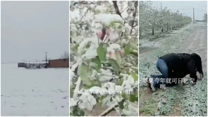 陝西多地突降大雪 農民哭訴「沒活路了」（視頻）