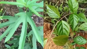 断肠草混五指毛桃煲汤 广西女子险丧命