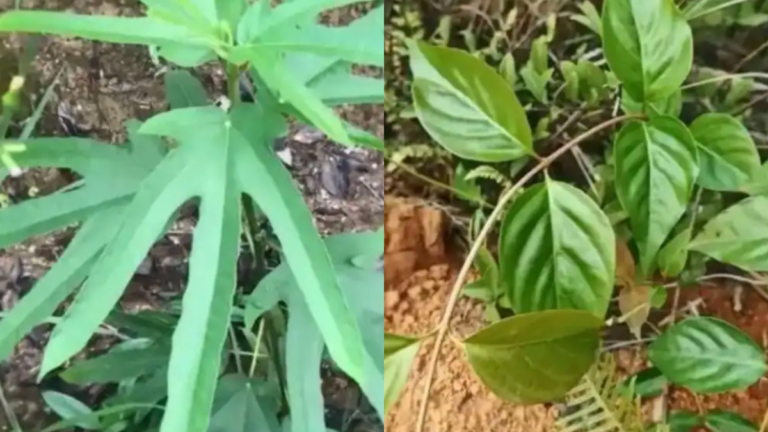 斷腸草混五指毛桃煲湯 廣西女子險喪命