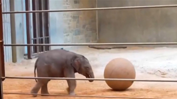 大象寶寶恭順可愛 見到澡盆秒變熊孩子