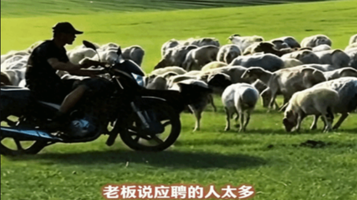 內蒙牧區招人放羊 電話被打爆 多是90後諮詢