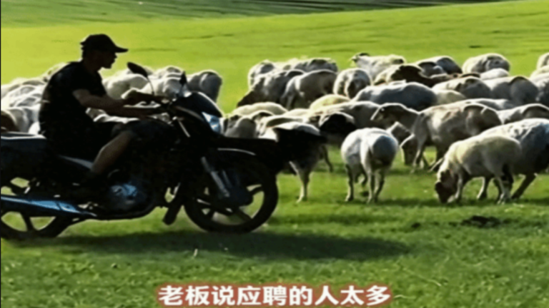 內蒙牧區招人放羊 電話被打爆 多是90後諮詢