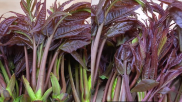 好险！北京男夜间爬树摘香椿失手 悬空倒挂7小时