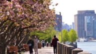 春日絕景 紐約羅斯福島櫻花盛開
