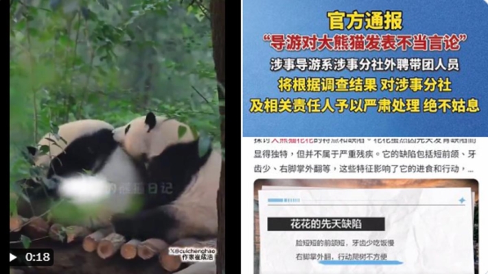 文革重演！ 成都導游「侮辱熊貓」被嚴懲（視頻）